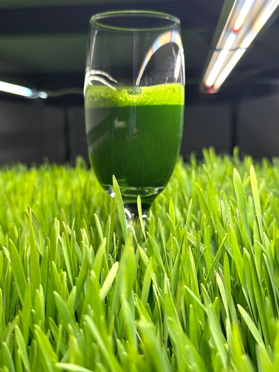 Витграсс сегодня: Сергеев Сергей